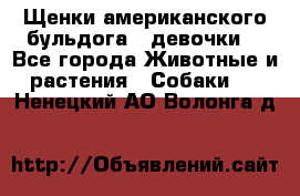 Щенки американского бульдога ( девочки) - Все города Животные и растения » Собаки   . Ненецкий АО,Волонга д.